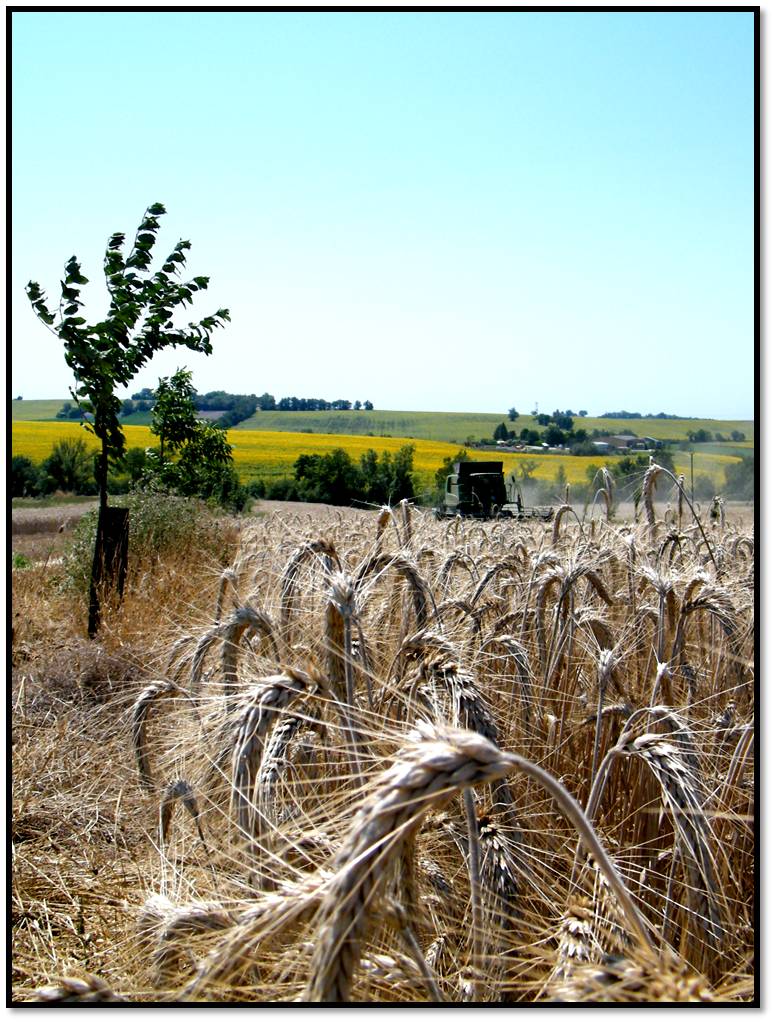 Moisson 6